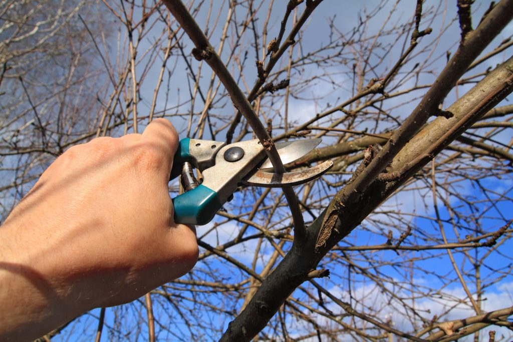Noblesville Tree Pruning 317-537-9770