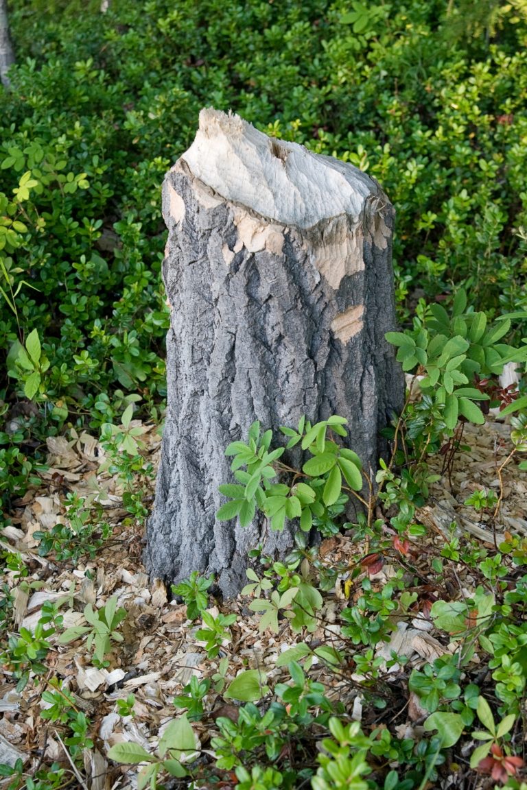 A Guide to Burning a Tree Stump Tree Service Noblesville