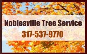 Noblesville Tree Service 317-537-9770