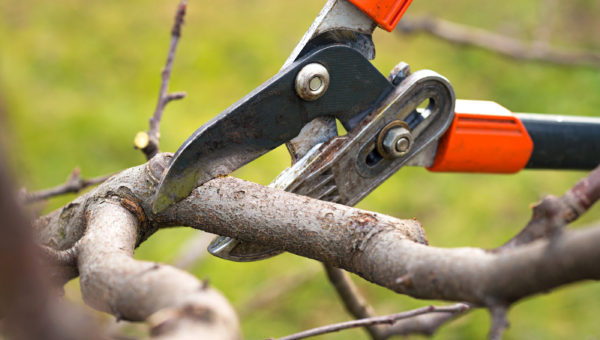 Noblesville Tree Pruning 317-537-9770