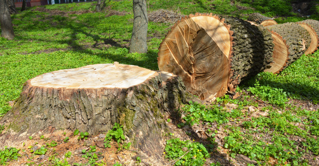 Noblesville Stump Removal 317-537-9770