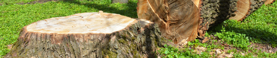 Noblesville Stump Removal 317-537-9770