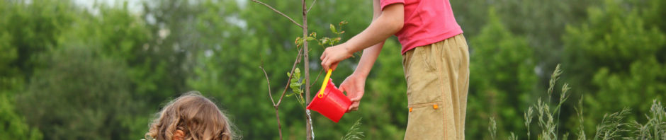 Noblesville Tree Service 317-537-9770