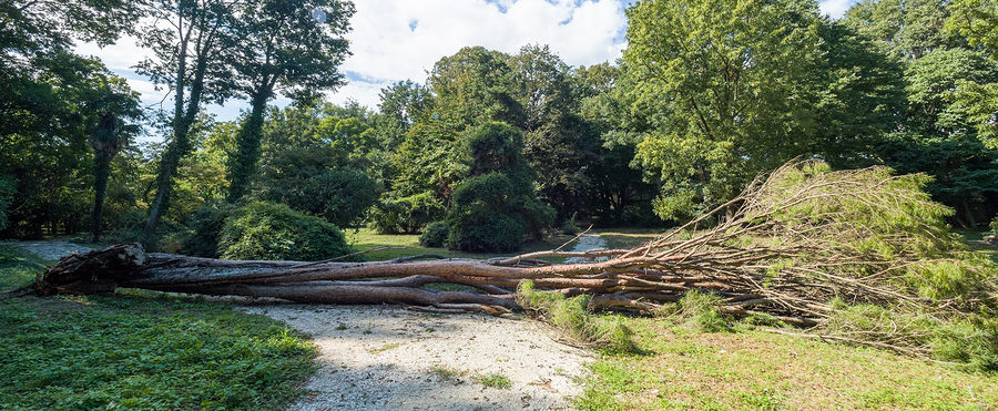 Fallen Tree Removal 317-537-9770