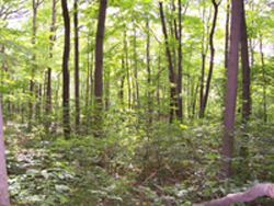 Commercial Tree Work Noblesville IN Commercial Tree Work Noblesville IN