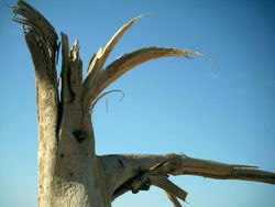 Dead Trees Noblesville IN Dead Trees Noblesville IN