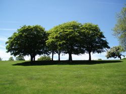 Tree Pruning Noblesville IN Tree Pruning Noblesville IN