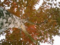 Tree Removal Noblesville IN Tree Removal Noblesville IN