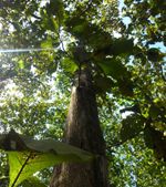 Tree Services Noblesville IN Tree Services Noblesville IN